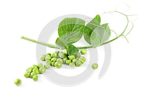 Fresh pea fruit with green leaf