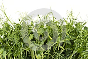 Fresh pea microgreen sprouts isolated on white