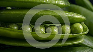 Fresh pea pod, closeup