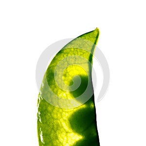 Fresh pea pod, closeup