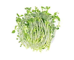 Fresh Pea Sprouts