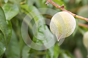 Fresh Peach Growing on Tree