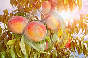 Fresh peach tree closeup with fruits and leaves in the sunshine. Copy space, toning