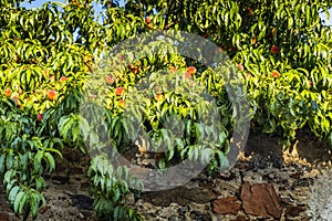 Fresh peach tree and old stone wall.