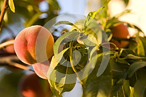 Fresh Peach on the Vine photo