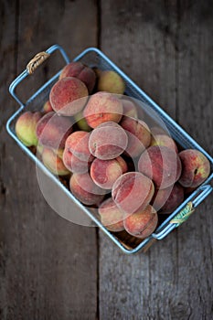 Fresh peaches fruits with in basket on dark wooden rustic background, top view. Summer harvest of fruits. Still life. A group of