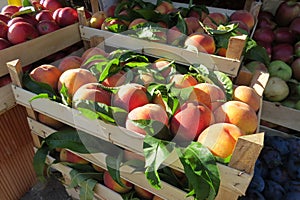 Fresh peaches at the market