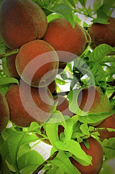 Fresh Peaches Ripening on the Tree