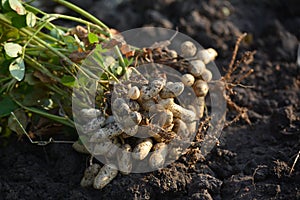 Fresh peanuts plants with roots.