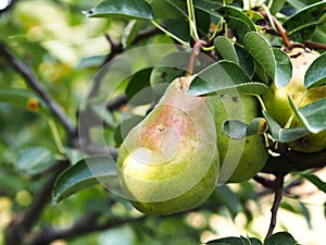 Fresh pear and green leafs in pear tree