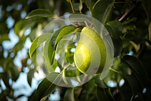 Fresh pear hanging from the tree