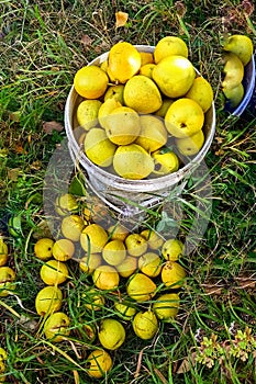 Fresh pears on the grass and in the bucket. Organic fruits in summer season