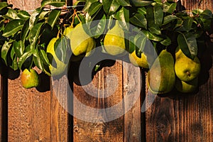 Fresh pears with leaves on branch