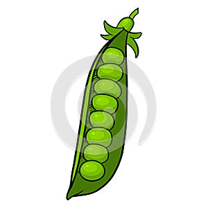 Fresh peas. Bright green peas. Vegetable ingredient for the kitchen.