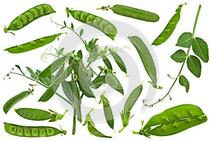 Fresh peas with leaf collection on white