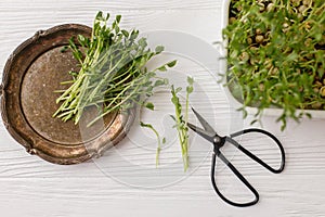 Fresh peas sprouts on vintage plate, scissors, sprouter on white wood, top view. Peas microgreens