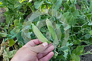fresh peas in the vegetable garden, natural fresh peas, organic natural pea fruits
