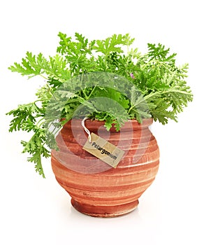 Fresh pelargonium plant