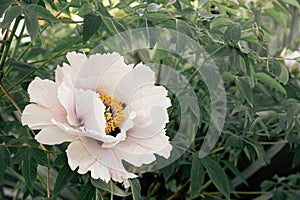 Fresh peonies in the garden.