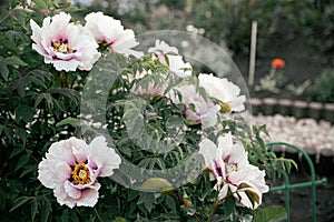 Fresh peonies in the garden.