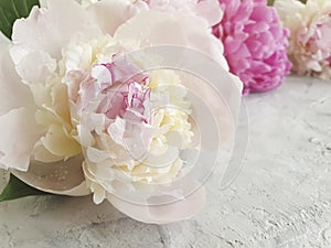 Fresh peony flower concrete background bouquet frame holiday