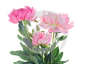 Fresh peony flowers