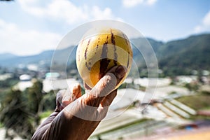 Fresh pepino melon fruit in hand