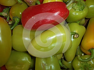 Fresh pepper of a new crop
