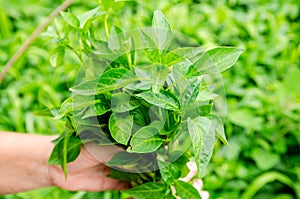 Fresh pepper seedlings in the hands of a farmer. Planting vegetables in the field. Agriculture and farming. Agribusiness.