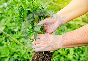 Fresh pepper seedlings in the hands of a farmer. Planting vegetables in the field. Agriculture and farming. Agribusiness.