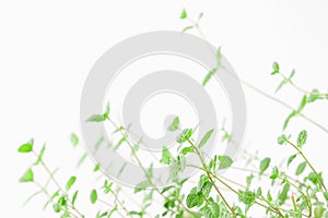 Fresh peppermint green garden leaves with light background macro