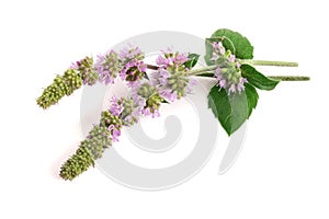 Fresh peppermint herb with flowers on white background