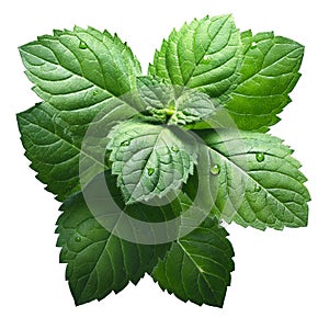 Fresh peppermint leaves (Mentha Piperita)