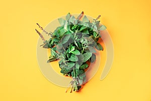 Fresh peppermint leaves on trendy yellow background. Top view. Copy space. Bunch of mint herbs