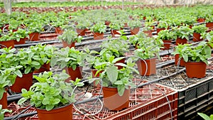 Fresh peppermint trees in pots in organic greenhouse, nobody