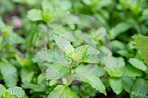 Fresh peppermint in the vegetable plot background. Close up beautiful mint, peppermint