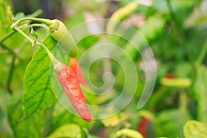 Fresh peppers in the backyard vegetable garden