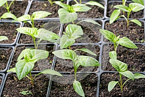 Fresh peppers seedling