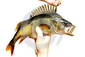 Fresh perch fish isolated predator