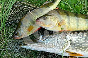 Fresh perch and pike on the grass