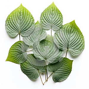 Fresh perilla leafs, sesame leafs on white background