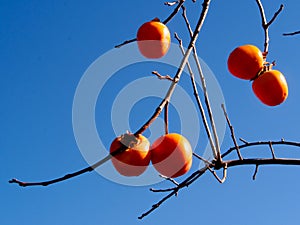 Fresh Persimmon on the tree on blue sky background