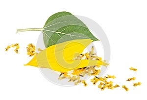 Fresh petals with buds and green leaf of sunflower isolated on white background