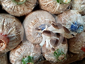 Fresh phoenix mushroom growing in a cube