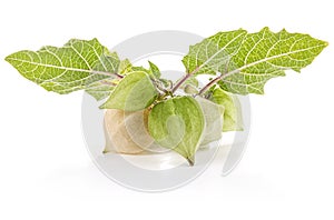 Fresh physalis (cape gooseberry)