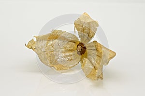 Fresh physalis fruit on white background