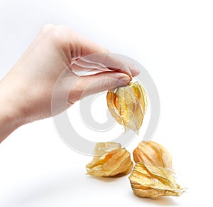 Fresh physalis in the hand isolated on white background.