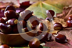fresh pick chestnuts from the forest