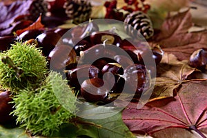 fresh pick chestnuts from the forest