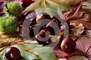 fresh pick chestnuts from the forest